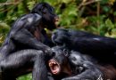 Los bonobos son más agresivos que los chimpancés