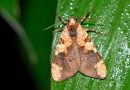 Científicos peruanos descubren nueva especie de mariposa en Machu Picchu
