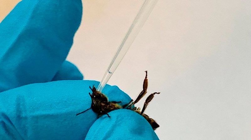 Investigadores descubren cómo determinados parásitos habitan en las abejas y las ponen en riesgo