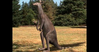 Descubren nueva especie de canguro gigante prehistórico: era el doble de grande que los actuales