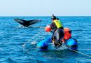 RABEN y el peligroso arte de rescatar ballenas en México