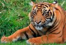 Por un pelo, sugieren que especie de tigre declarada extinta aún vive