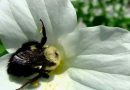 Las reinas de abejorro pueden sobrevivir bajo el agua