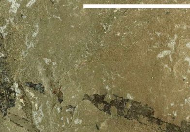 Los helechos ‘probaron’ con hojas modernas hace 200 millones de años