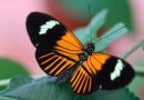 Nueva especie de mariposa surgió hace 200.000 años de la hibridación