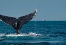 94 rescates exitosos en 20 años: la organización mexicana que salva ballenas atrapadas en redes