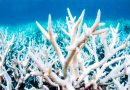 Preocupación ambiental por blanqueo generalizado de corales a nivel mundial