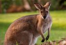 Descubren tres especies de canguros gigantes prehistóricos que habitaron Australia