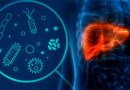 La microbiota intestinal actúa como un hígado auxiliar, según un estudio
