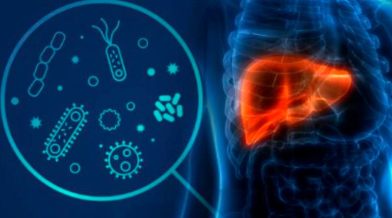 La microbiota intestinal actúa como un hígado auxiliar, según un estudio