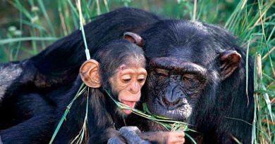 Los simios están comiendo heces virulentas de murciélago por la deforestación… y nada bueno saldrá de eso