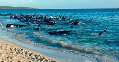 Mueren 26 de 160 ballenas varadas en Australia