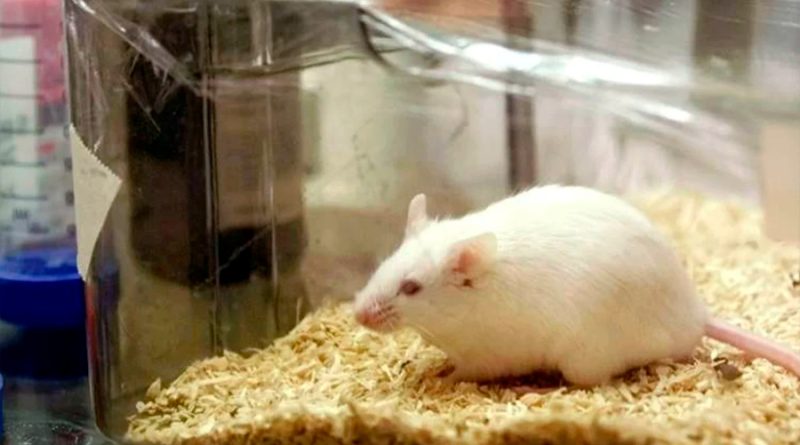 Científicos regeneran vías neuronales en ratones usando células madre de rata