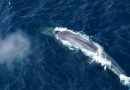 Escuchando a gigantes: la búsqueda de la escurridiza ballena azul antártica
