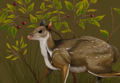 Descubrieron un nuevo ciervo prehistórico del tamaño de un gato y sin cuernos en Estados Unidos