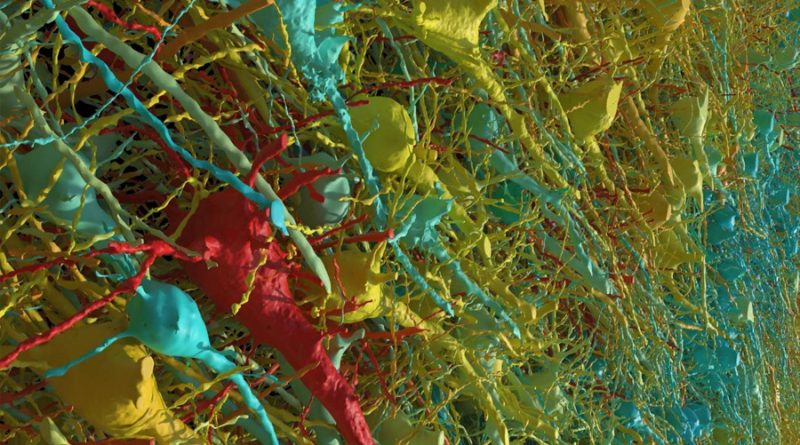 Harvard y Google reconstruyen un milímetro cúbico de cerebro humano con resolución nanométrica