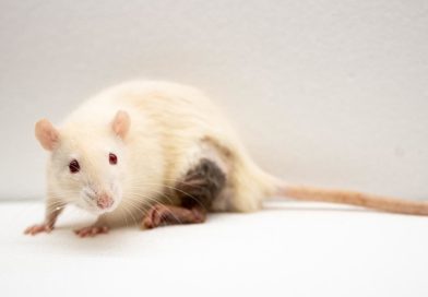 Los científicos descubren que los ratones les han engañado en varios experimentos