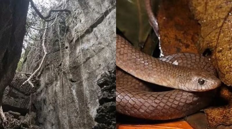 Científicos descubrieron una extraña serpiente que escala acantilados con sus dientes