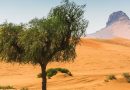 El Sahara sorprende a los científicos: descubren 1800 millones de árboles solitarios no contabilizados hasta ahora