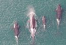 Se confirma que las orcas solo respiran una vez entre inmersiones