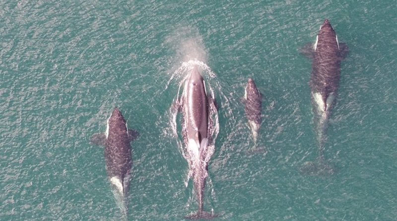 Se confirma que las orcas solo respiran una vez entre inmersiones