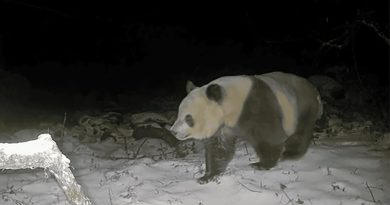 Avistan raro oso panda pardo por primera vez en seis años en las montañas de China