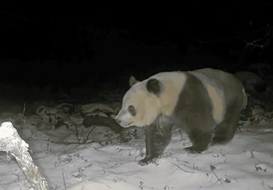 Avistan raro oso panda pardo por primera vez en seis años en las montañas de China