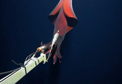 Graban por primera vez a un calamar enorme y extremadamente raro que emite ‘luces’