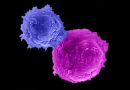 Una investigación explica nuevo método para diseñar células inmunitarias que podrían tratar a múltiples pacientes con cáncer