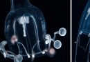 Científicos descubren nuevas especies de medusas gigantes