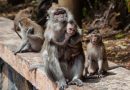 Nuevo método que modelar poblaciones de animales en libertad halla un número de macacos menor de lo esperado