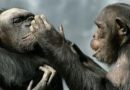 Los intercambios de gestos de los chimpancés comparten turnos similares con las conversaciones entre humanos