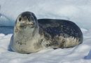 Encuentran microplásticos en focas de la Antártida