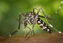 El dengue es un problema multifactorial en el que influyen los laboratorios, la salud pública, la educación y el medio ambiente: Andrea Gamarrik