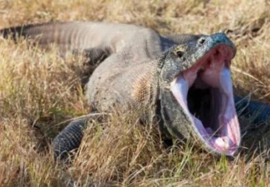 Descubren que dragones de Komodo tienen dientes recubiertos de hierro