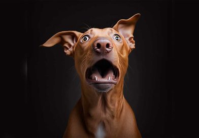 Los perros se vuelven más negativos al oler el estrés humano, de acuerdo a estudio