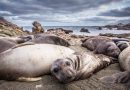 ‘Cicatrices genéticas’ en especies cazadas hasta la casi extinción