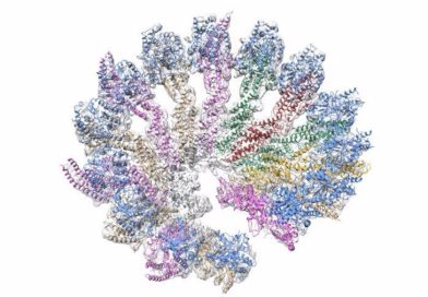 Investigadores descubren cómo construyen las células su esqueleto interno