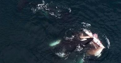 Científicos graban a grupo de orcas devorando delfines en el norte de Chile y descubren nueva forma de caza