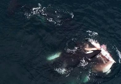 Científicos graban a grupo de orcas devorando delfines en el norte de Chile y descubren nueva forma de caza