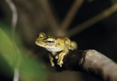 El experimento que hizo levitar a una rana y anticipó un Nobel