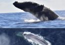 Descubren longevidad extraordinaria en ballenas; algunas superan 130 años