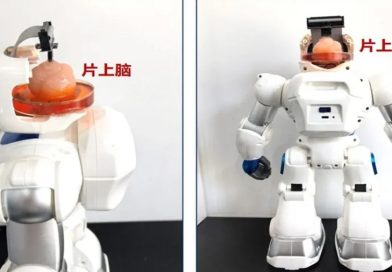 Científicos chinos crean un robot con cerebro hecho de células madre humanas