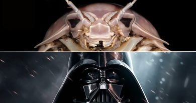 ‘Darth Vader’ existe en el océano: científicos descubren un insecto marino sorprendente por su tamaño