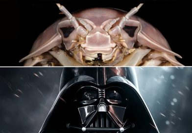 ‘Darth Vader’ existe en el océano: científicos descubren un insecto marino sorprendente por su tamaño