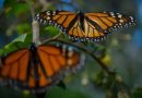 Mariposa Monarca termina su estancia en México