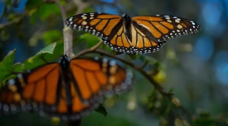 Mariposa Monarca termina su estancia en México