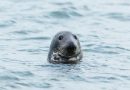 Científicos descubren por qué las focas no se ahogan cuando están bajo el agua durante períodos prolongados
