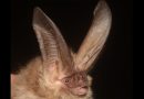 Descubren una nueva y peculiar especie de murciélago al norte de México