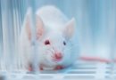 El cerebro del ratón macho puede tener la solución a la eyaculación precoz